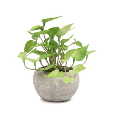 PLANTA CON MACETA 6CM