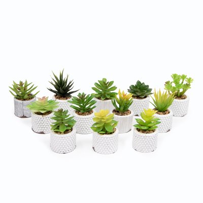 SET X12 PLANTA CON MACETA 8CM